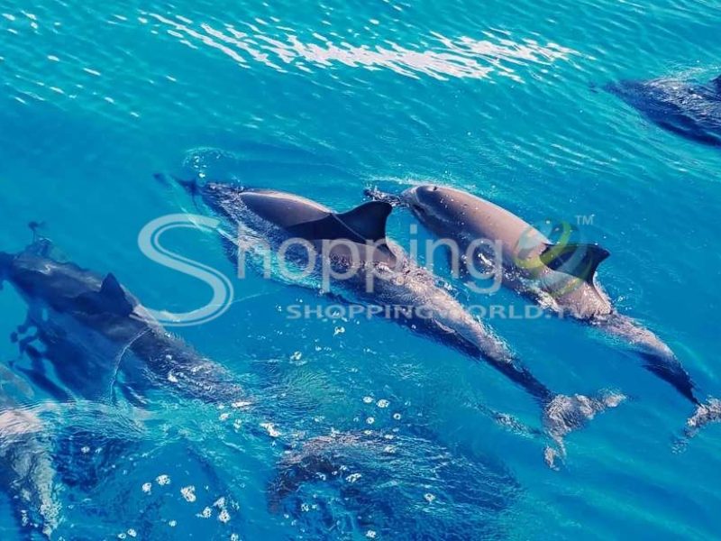 Swim with dolphins catamaran cruise in USA - Tour in Hawaii