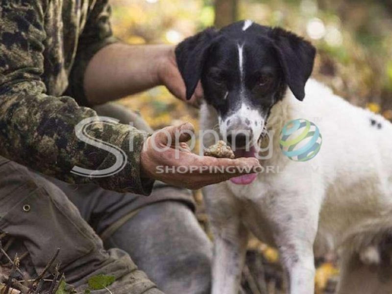 Truffle Hunting And Meal At A Winery In Florence - Tour in  Florence