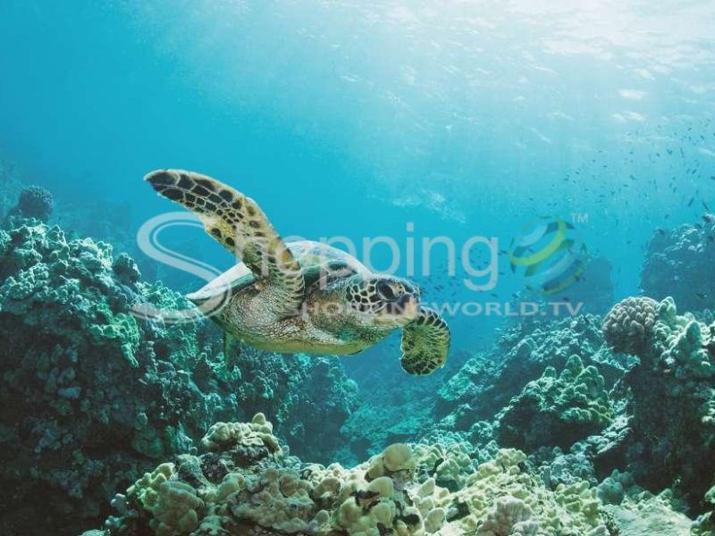 Turtle canyon snorkeling boat tour with snacks in USA - Tour in