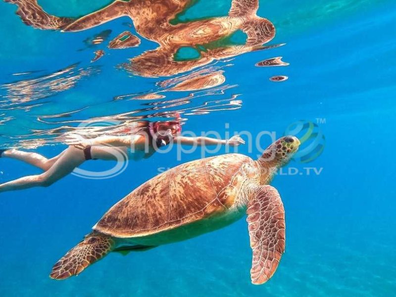 Turtle snorkeling tour in USA - Tour in Hawaii