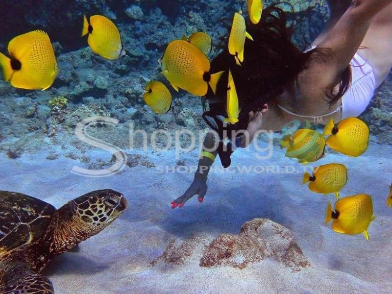 Turtle town snorkel and whale watching cruise in Hawaii - Tour in  Hawaii