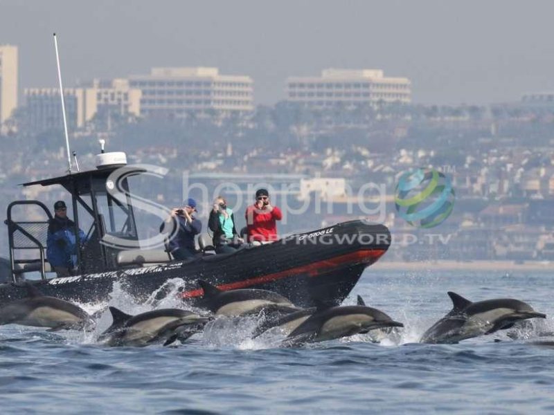 Ultimate whale watching adventure in Laguna Beach - Tour in  Laguna Beach