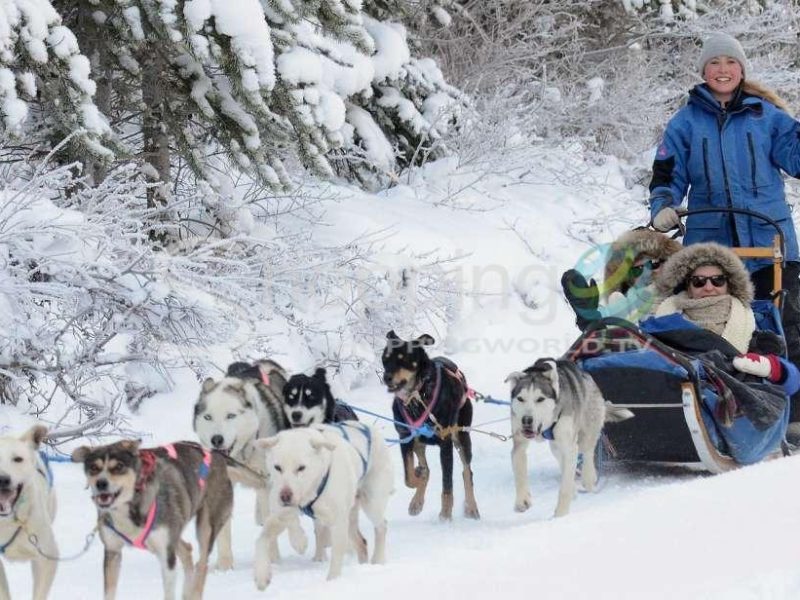 Unleash the musher 2-hour dog sled tour in Canada - Tour in Canmore