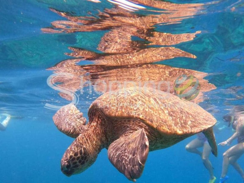 West maui half-day snorkel adventure in Hawaii - Tour in  Hawaii