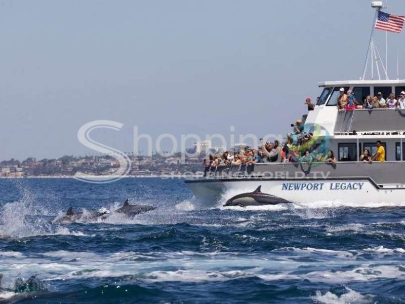 Whale and dolphin-watching cruise in USA - Tour in Newport Beach