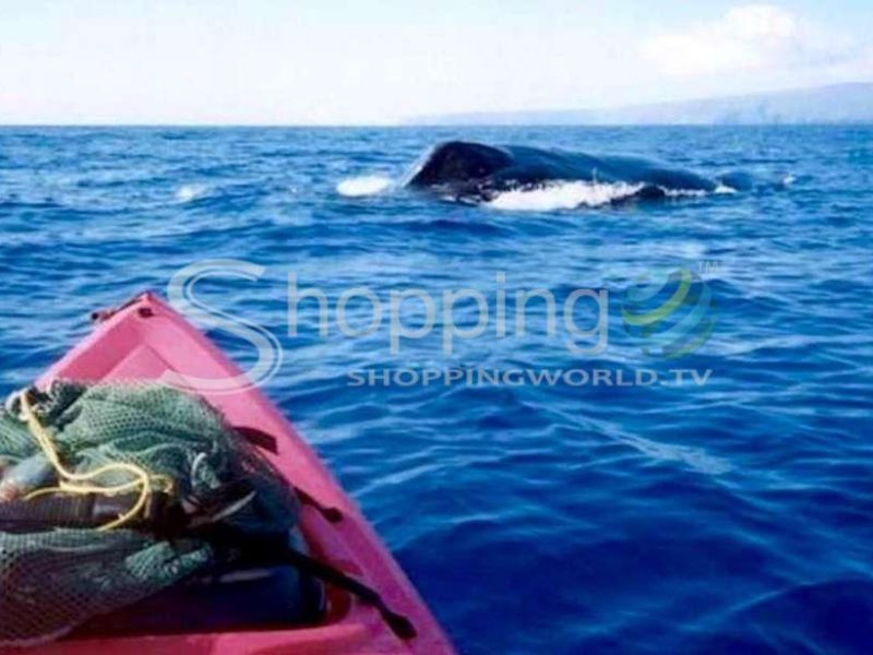 Whale watch kayaking and snorkel tourkihei in USA - Tour in Hawaii
