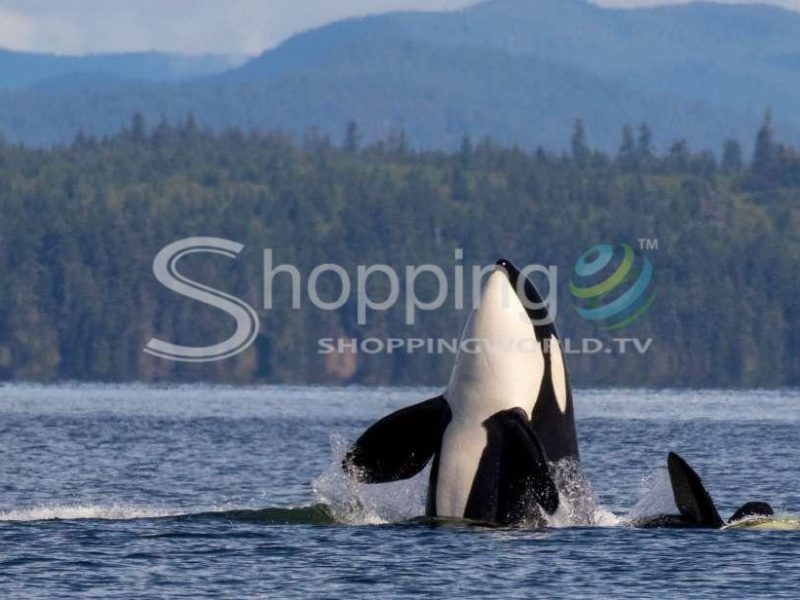 Whale watching boat tour with lunch in Prince Edward Island - Tour in  Prince Edward Island