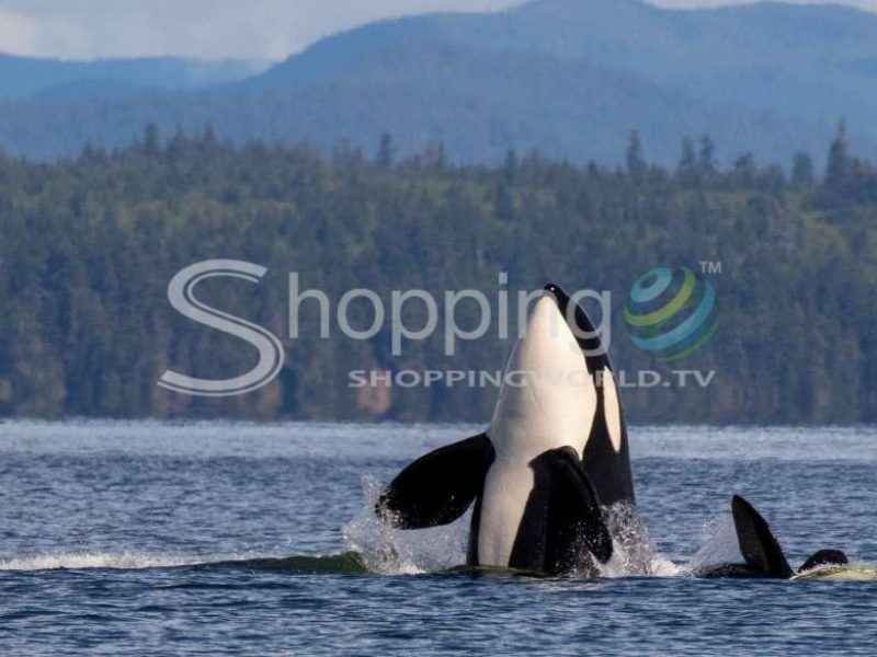 Whale watching boat tour with lunch in Prince Edward Island - Tour in  Prince Edward Island