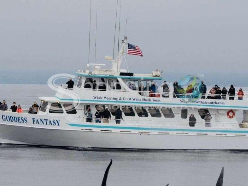 Whale watching cruise in California - Tour in  California
