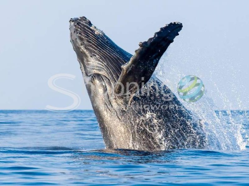 Whale watching cruise in Hawaii - Tour in  Hawaii