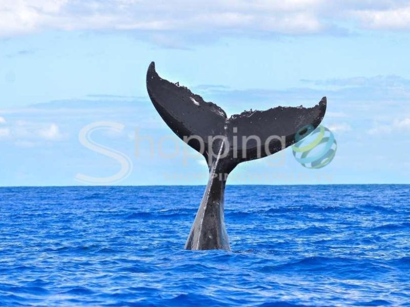 Whale watching cruise in USA - Tour in Hawaii