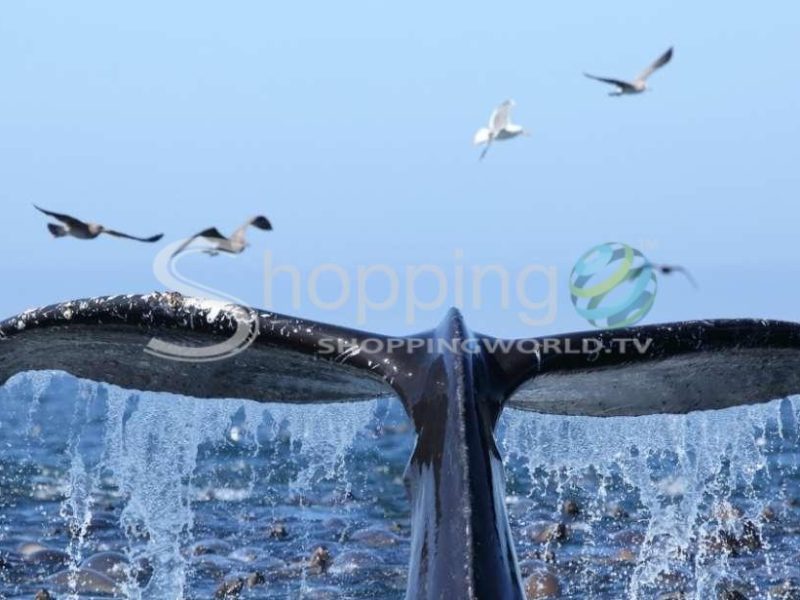 Whale watching cruise with pickup and drop-off in USA - Tour in Hawaii