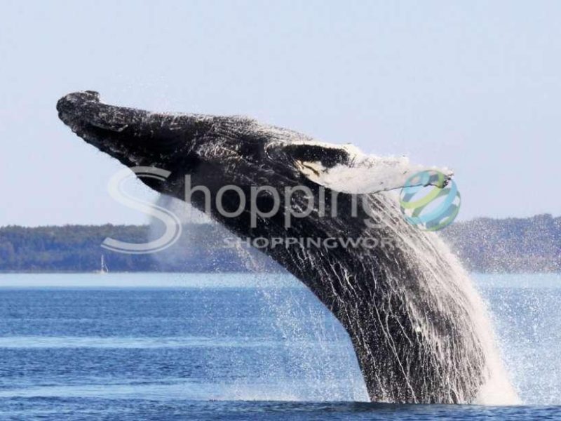 Whale watching excursion with bus transfer in Canada - Tour in Quebec City