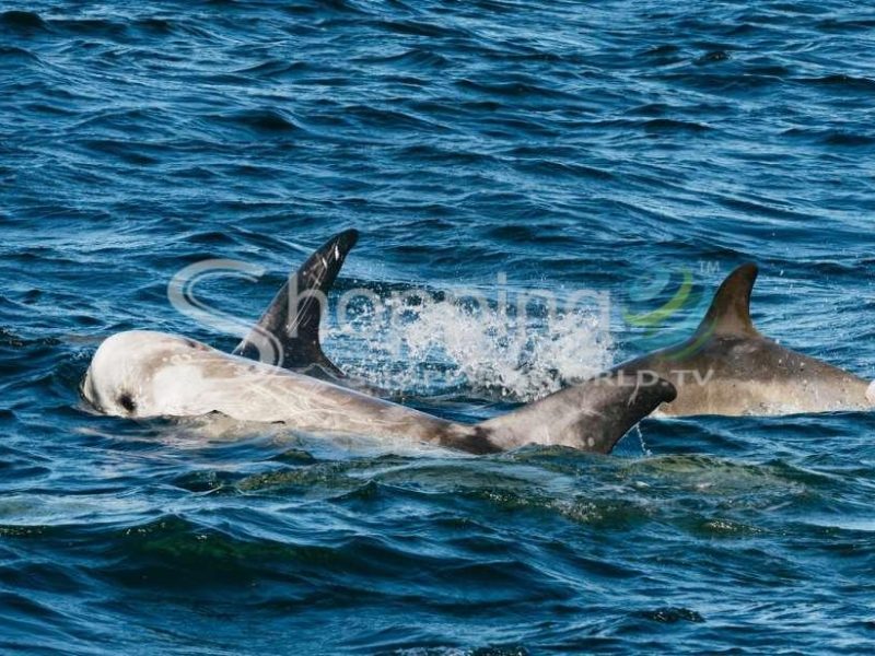 Whale watching tour in California - Tour in  California