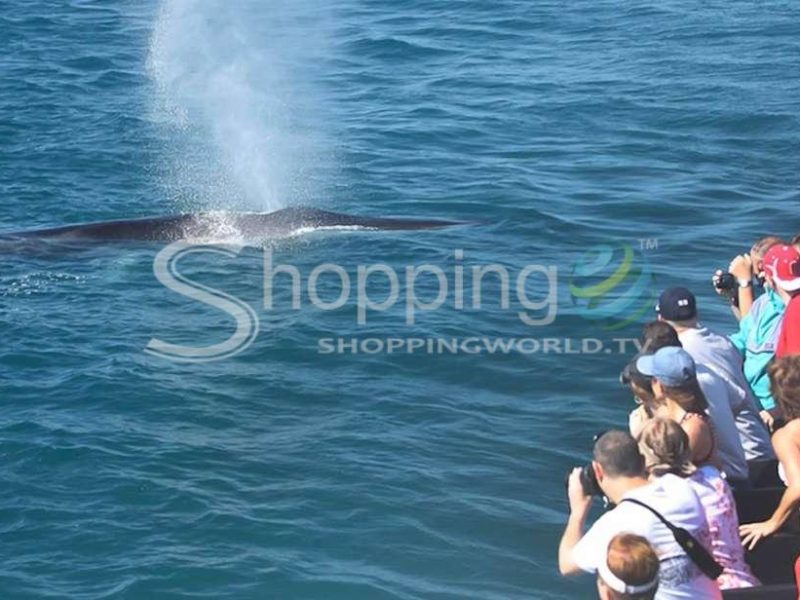 Whale watching tour in USA - Tour in San Diego