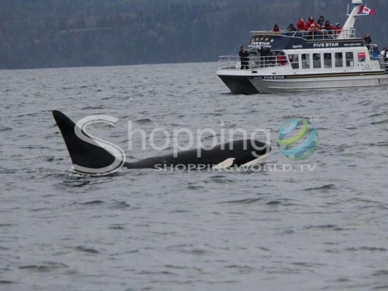 Whale watching tour in victoria