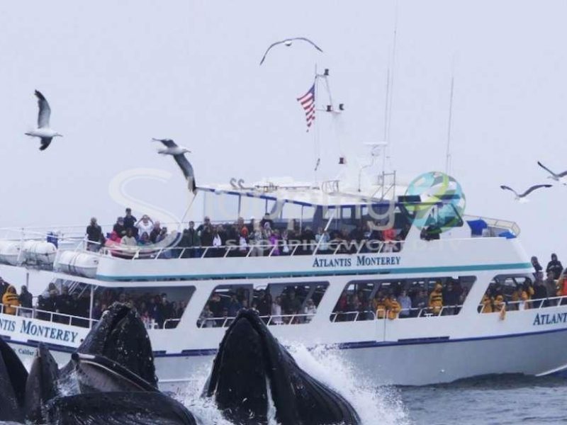 Whale watching tour with a marine guide in California - Tour in  California