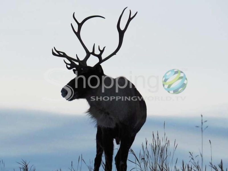 Wildlife & hot springs | half day in Whitehorse - Tour in  Whitehorse