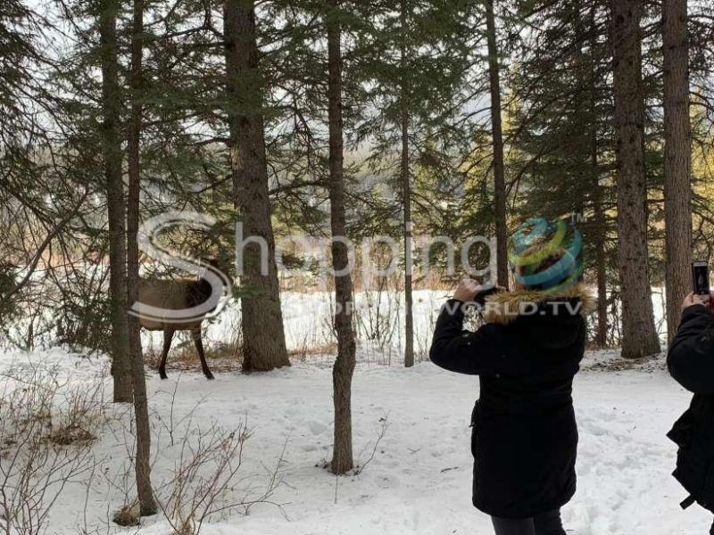 Winter wilderness and wildlife - nature walk in Canmore - Tour in  Canmore