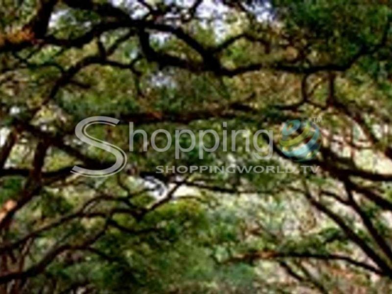 Wormsloe plantation and bonaventure cemetery tour in Savannah - Tour in  Savannah