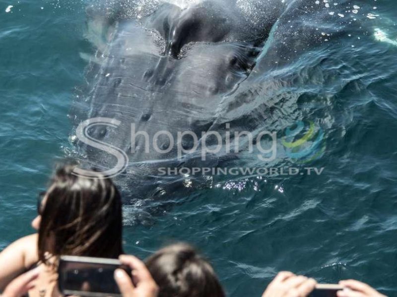 Year round whale watching cruise in Laguna Beach - Tour in  Laguna Beach
