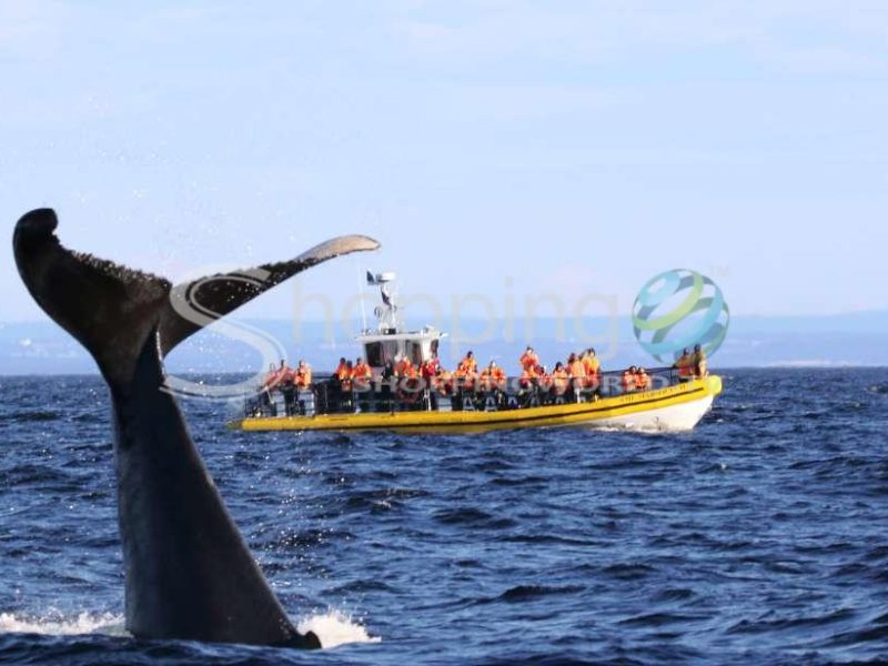Zodiac whale watch in Canada - Tour in Québec